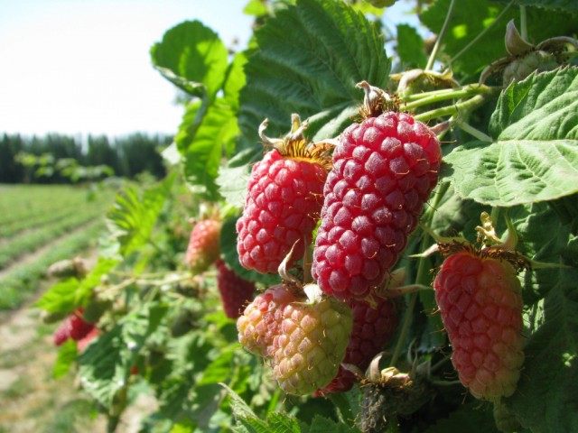 Логанберри, Логанова ягода, или ягода Логана (Loganberry) Логанберри, Логанова ягода, или ягода Логана (Loganberry)