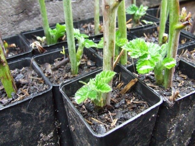 Укоренившиеся черенки ежемалины Логанберри Укоренившиеся черенки ежемалины Логанберри