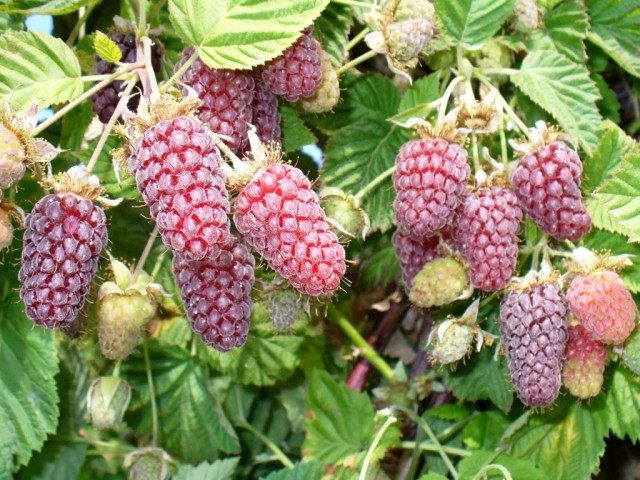 Логанберри, Логанова ягода, или ягода Логана (Loganberry) Логанберри, Логанова ягода, или ягода Логана (Loganberry)