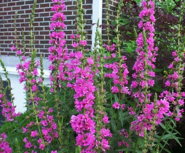 Дербенник иволистный, Плакун-трава