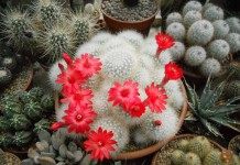 «Cнежные» кактусы в интерьере - Комнатные растения Маммиллярия сенилис (старческая) (Mammillaria senilis)