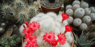 Маммиллярия сенилис (старческая) (Mammillaria senilis)