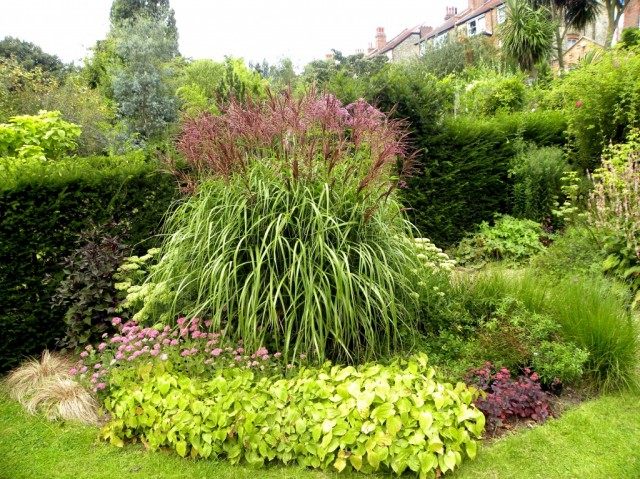 Мискантус китайский, или Китайский камыш Мискантус китайский, или Китайский камыш