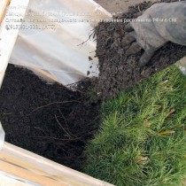 Упаковка сеянцев кедра сибирского для транспортировки Упаковка сеянцев кедра сибирского для транспортировки