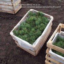 Упаковка сеянцев кедра сибирского для транспортировки Упаковка сеянцев кедра сибирского для транспортировки