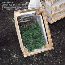 Упаковка сеянцев кедра сибирского для транспортировки Упаковка сеянцев кедра сибирского для транспортировки