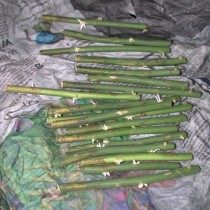 Образование каллуса и корней на черенках Образование каллуса и корней на черенках
