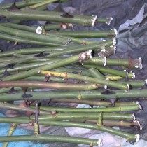 Образование каллуса и корней на черенках Образование каллуса и корней на черенках