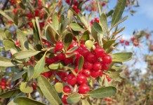 Шефердия — родственница облепихи - Сад и огород Шефердия серебристая