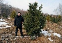 Сибирский кедр — впиши себя в историю! - Блоги компаний Сибирский кедр, Сосна сибирская кедровая