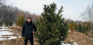 Сибирский кедр, Сосна сибирская кедровая