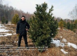 Сибирский кедр, Сосна сибирская кедровая