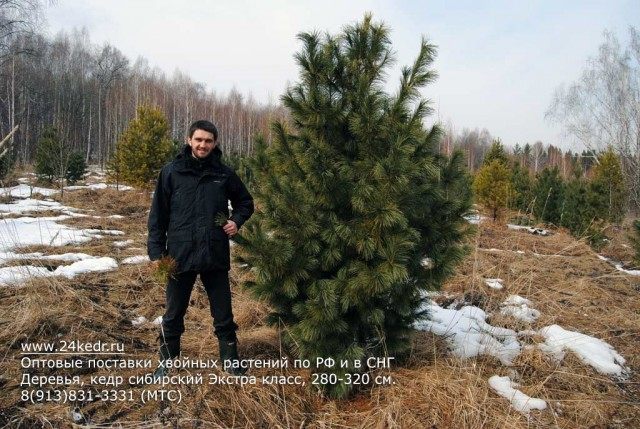 Сибирский кедр, Сосна сибирская кедровая Сибирский кедр, Сосна сибирская кедровая