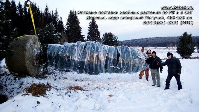 Упаковка Кедра сибирского для транспортировки Упаковка Кедра сибирского для транспортировки