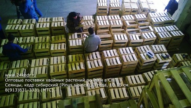 Саженцы кедра сибирского. Отправка заказа клиенту Саженцы кедра сибирского. Отправка заказа клиенту