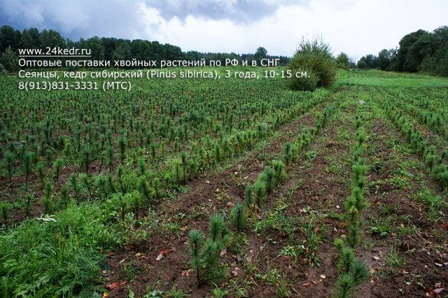 Сеянцы Сибирского кедра Сеянцы Сибирского кедра