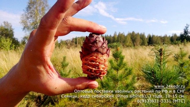 Шишка с орешками Кедра сибирского Шишка с орешками Кедра сибирского
