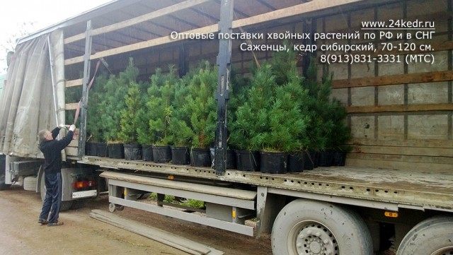 Отправка саженцев кедра сибирского Отправка саженцев кедра сибирского