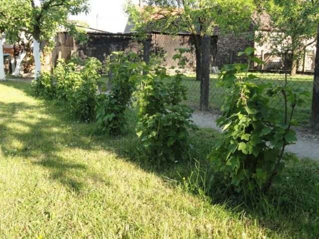 Кусты малино-ежевики Тэйберри (Tayberry) Кусты малино-ежевики Тэйберри (Tayberry)