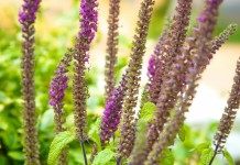 Забытые звезды. Дубравник гирканский - Цветник и ландшафт Дубровник гирканский (teucrium hircanicum)