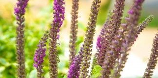 Дубровник гирканский (teucrium hircanicum)