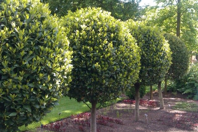 Декоративная стрижка деревьев, Топиар Декоративная стрижка деревьев, Топиар