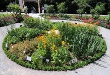 Цветочные часы: мифы и реальность - Цветник и ландшафт Цветочные часы Линнея