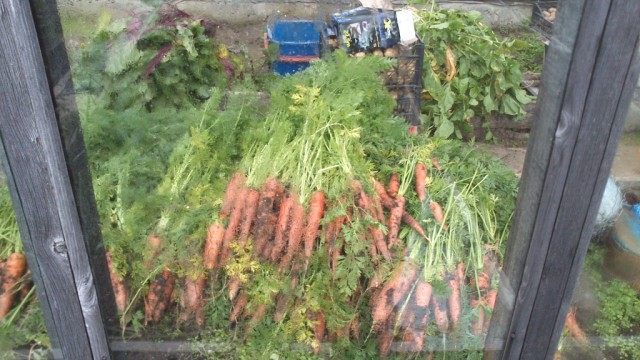 Собранная морковь, убранная от дождя Собранная морковь, убранная от дождя