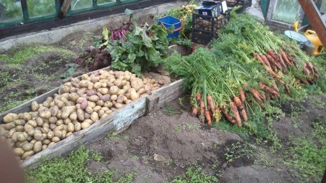 Морковь и другие овощи спасаются от дождливых осенних дней Морковь и другие овощи спасаются от дождливых осенних дней