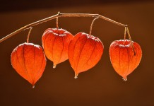 Зимнее черенкование физалиса - Комнатные растения Ветка физалиса