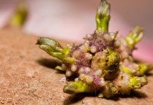 Картофель: делим клубень правильно - Сад и огород Проросший глазок картофеля