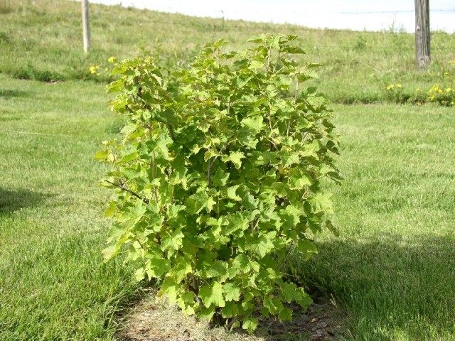 Куст красной смородины Куст красной смородины