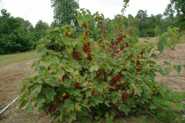 Куст красной смородины Куст красной смородины