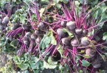 Как выращивать свёклу - Сад и огород Свёкла