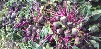 Как выращивать свёклу - Овощи Свёкла