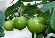 Как добиться высокого урожая томатов при выращивании в теплицах? - Сад и огород Томаты