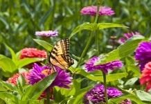 10 однолетних цветов на рассаду - Цветник и ландшафт Цветы циннии