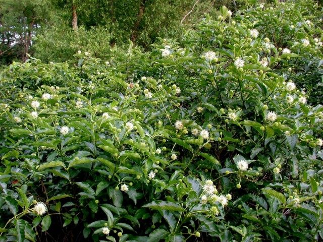 Цветоголовник западный (Cephalanthus occidentalis) Цветоголовник западный (Cephalanthus occidentalis)