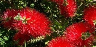 Каллистемон (Callistemon), или Красивотычиночник, или Краснотычиночник