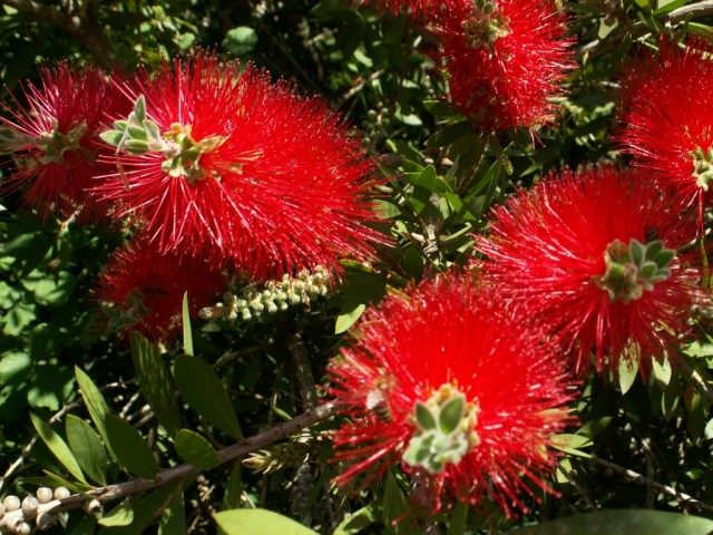 Каллистемон (Callistemon), или Красивотычиночник, или Краснотычиночник Каллистемон (Callistemon), или Красивотычиночник, или Краснотычиночник