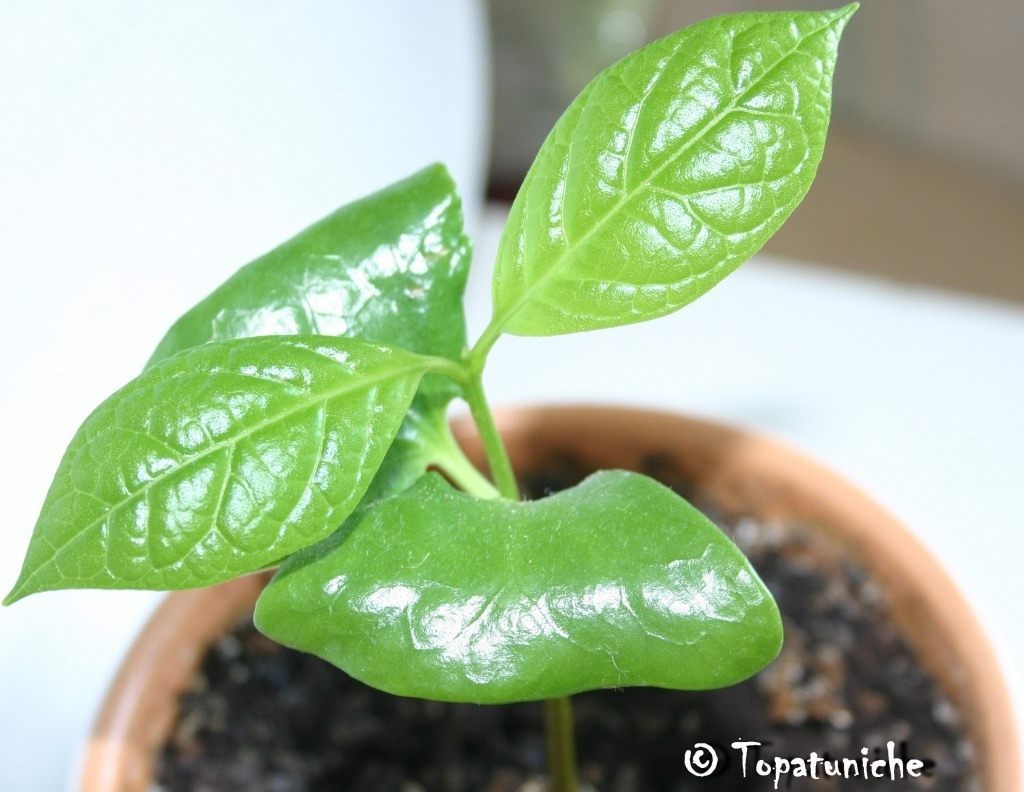 Calycanthus-chinensis-41