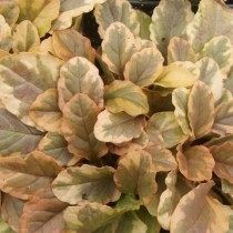 Живучка ползучая "Golden Glow" Живучка ползучая "Golden Glow"