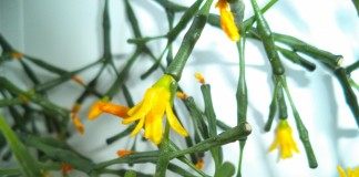 Хатиора солеросовая, или Хатиора солеросовидная, или Хатиора солянковидная