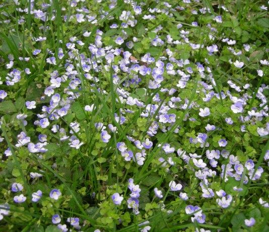 Вероника нитевидная