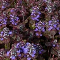 Живучка ползучая "Atropurpurea" Живучка ползучая "Atropurpurea"