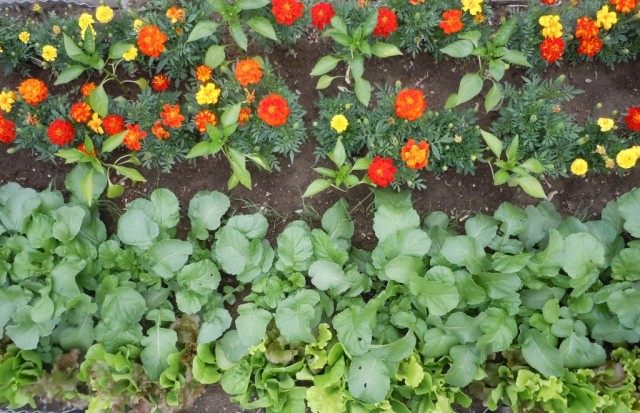 Бархатцы посаженные возле перца и салата Бархатцы посаженные возле перца и салата