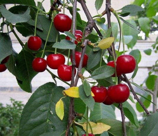 Вишня и слива в холодном климате - Сад и огород Вишня кислая, или Вишня обыкновенная