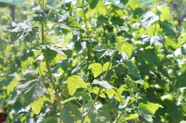 Осмотрите ягодные кустарники на предмет болезней Осмотрите ягодные кустарники на предмет болезней