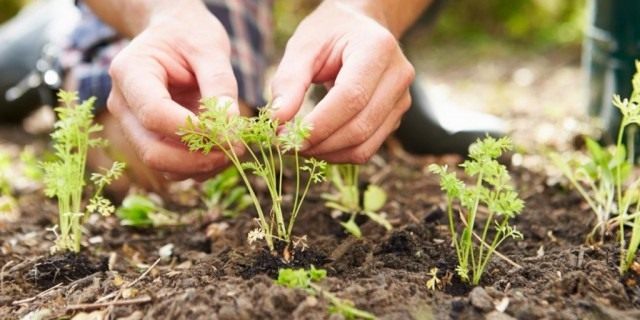 Прореживаем всходы Прореживаем всходы