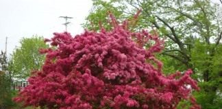 Яблоня декоративная 'Prairie Fire'